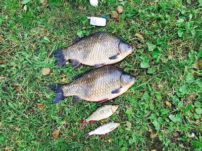 Prussian carp