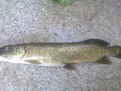 Northern Pike