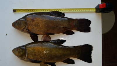 Tench