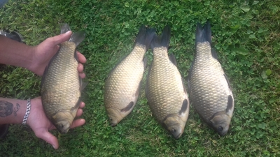 Prussian carp