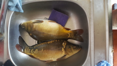 Mirror carp