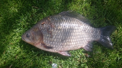 Prussian carp