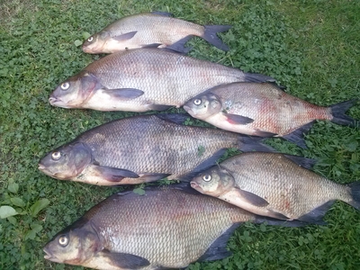 Carp bream