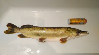 Northern Pike