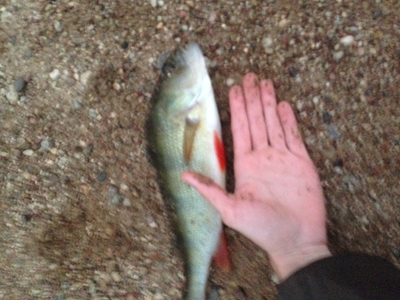 Eurasian perch