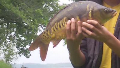Mirror carp