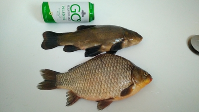 Prussian carp