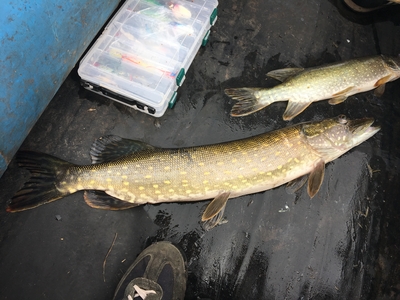 Northern Pike