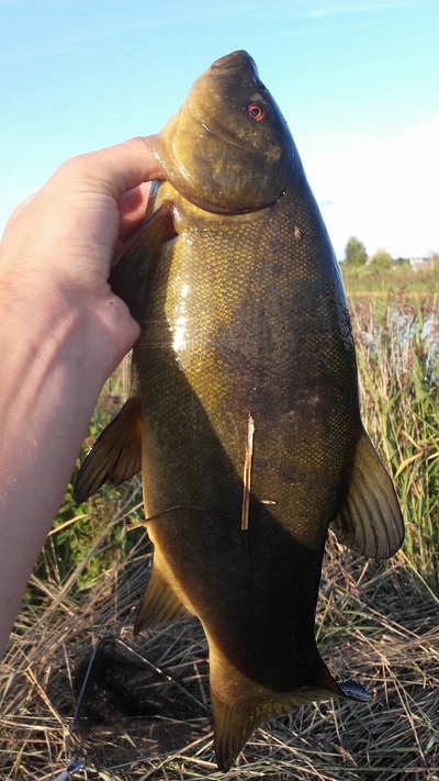 Tench