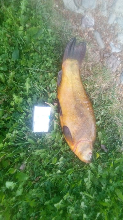 Tench