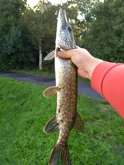 Northern Pike