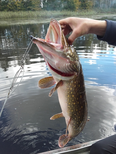 Northern Pike
