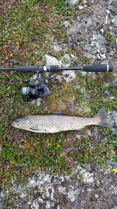 Brown Trout