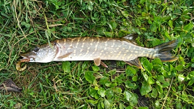 Northern Pike