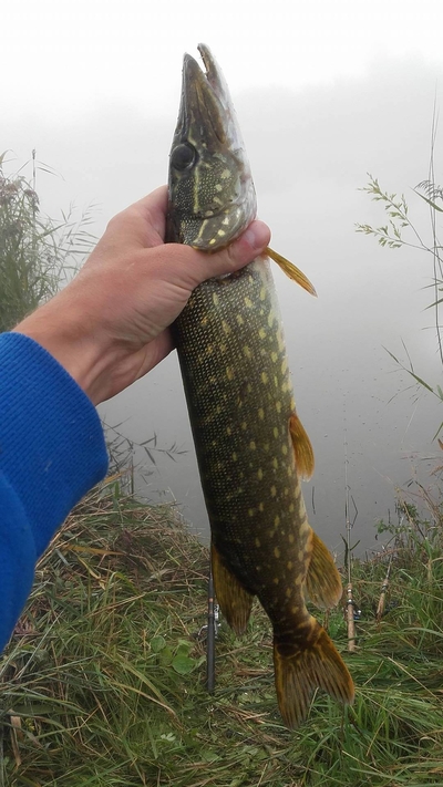 Northern Pike