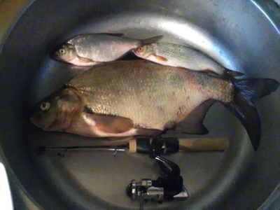 Carp bream