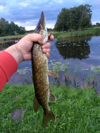 Northern Pike