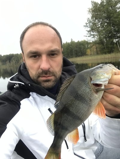 Eurasian perch