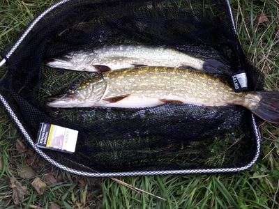 Northern Pike