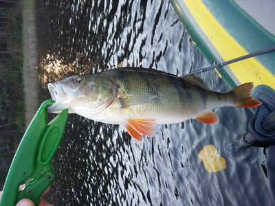 Eurasian perch