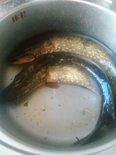 Northern Pike
