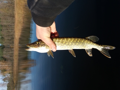 Northern Pike