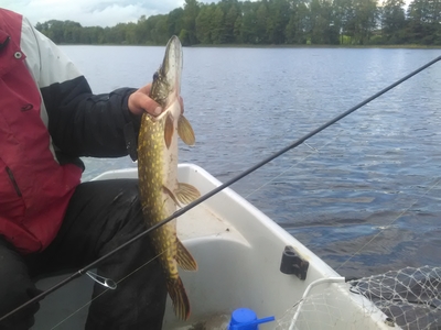 Northern Pike