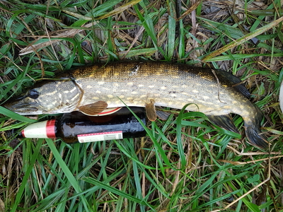 Northern Pike