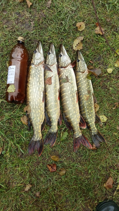 Northern Pike