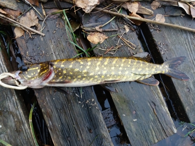 Northern Pike