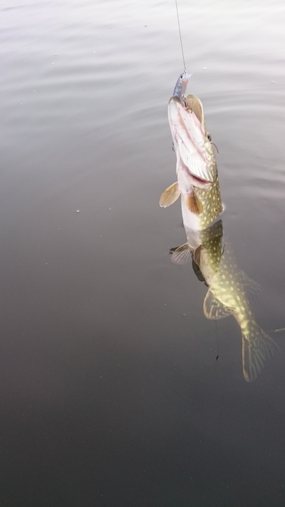 Northern Pike