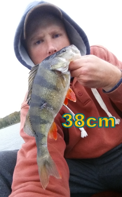 Eurasian perch