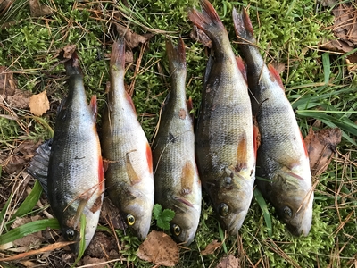 Eurasian perch