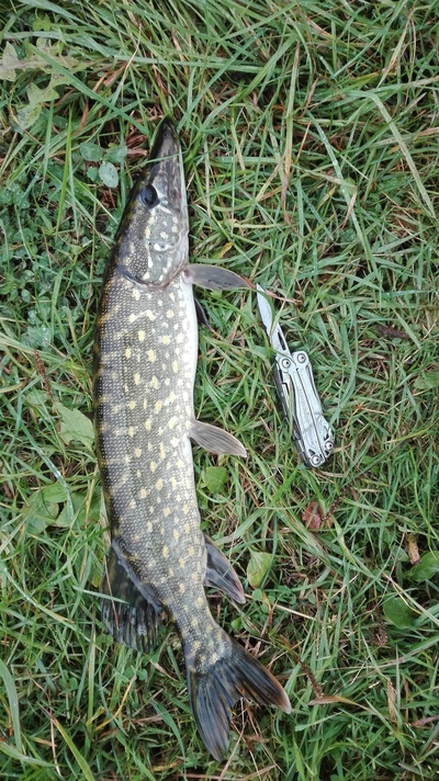 Northern Pike