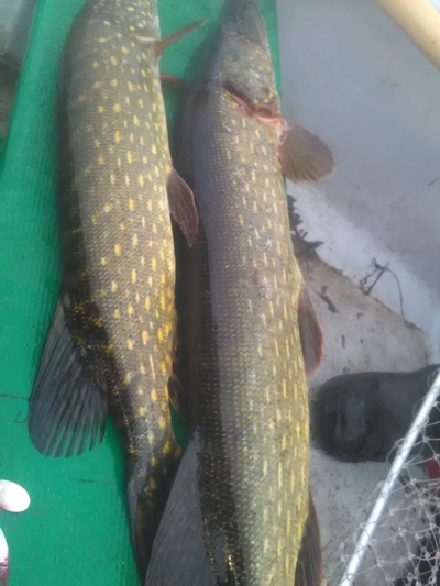 Northern Pike