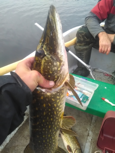 Northern Pike