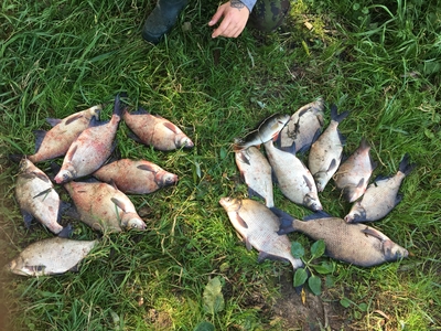 Carp bream