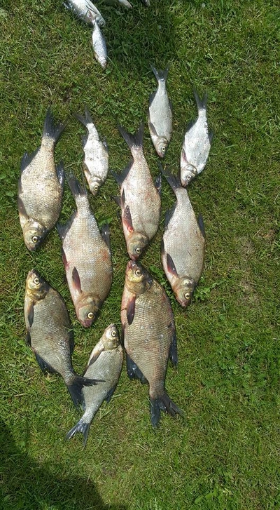Carp bream