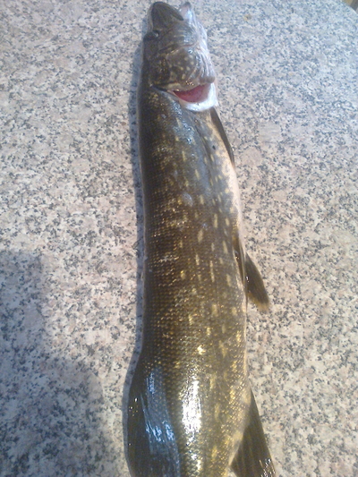 Northern Pike