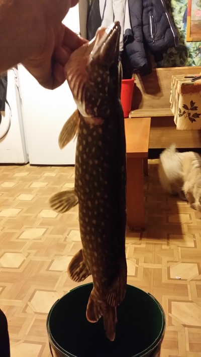 Northern Pike