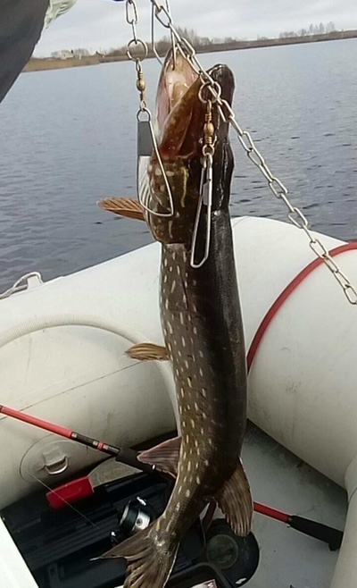 Northern Pike