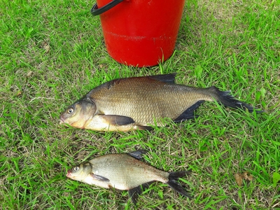 Carp bream