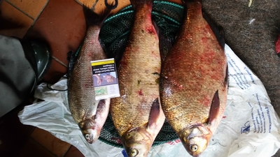 Carp bream