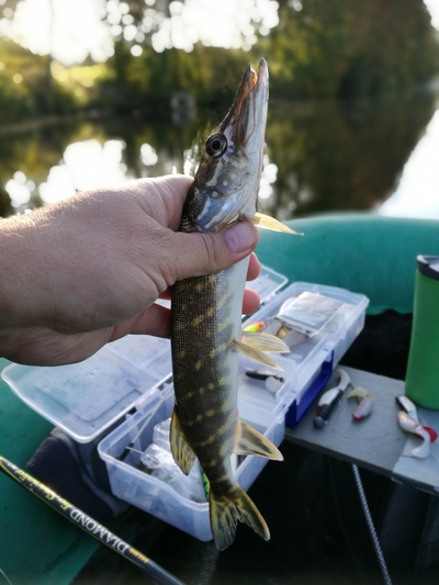 Northern Pike