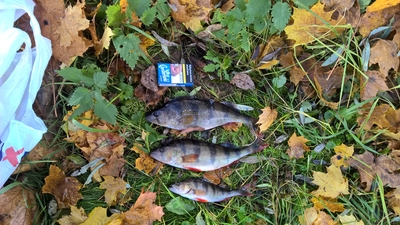 Eurasian perch