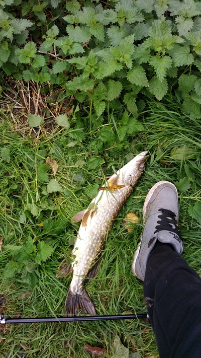 Northern Pike