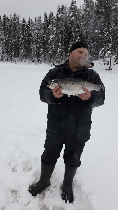 Brown Trout