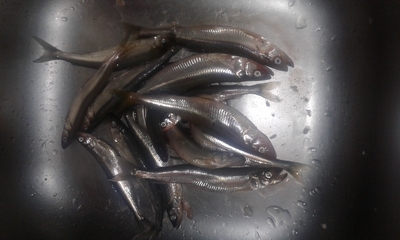 European smelt