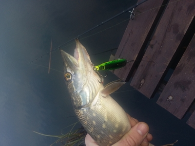 Northern Pike