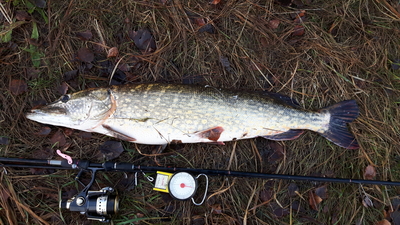 Northern Pike